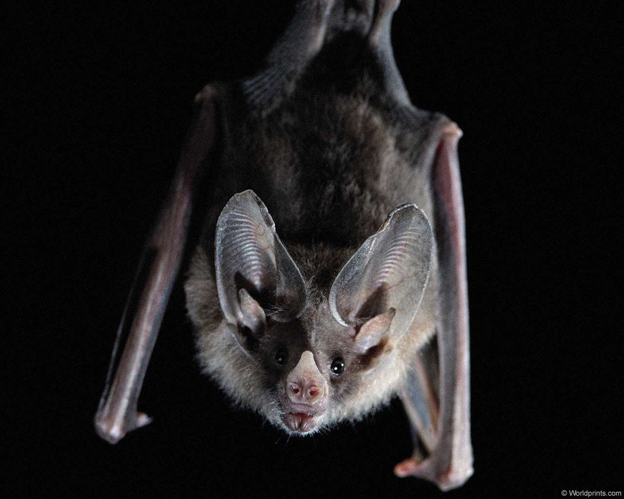Bat hanging upside down image
